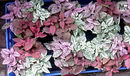 Hypoestes Sanguinolenta